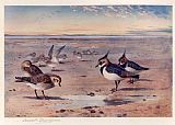 Lapwing and Golden Plover by Archibald Thorburn